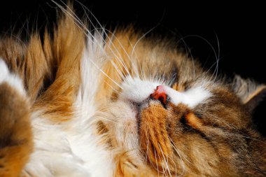 Ragamuffin - RagDolls 'a benzer bir cins - Erkek Kedi