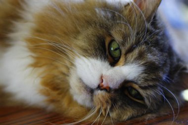 Ragamuffin - RagDolls 'a benzer bir cins - Erkek Kedi