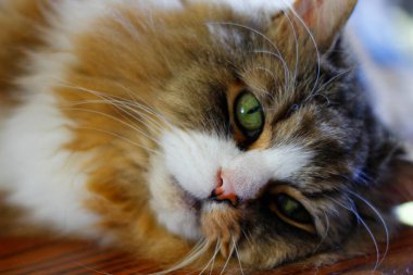 Ragamuffin - RagDolls 'a benzer bir cins - Erkek Kedi