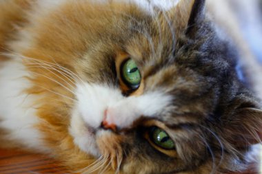 Ragamuffin - RagDolls 'a benzer bir cins - Erkek Kedi