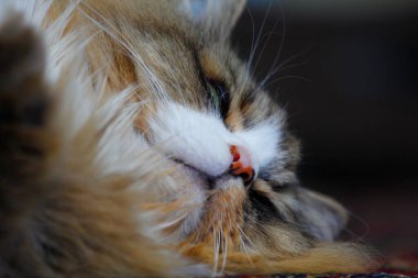 Ragamuffin - RagDolls 'a benzer bir cins - Erkek Kedi