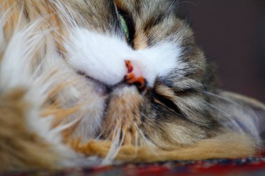 Ragamuffin - RagDolls 'a benzer bir cins - Erkek Kedi