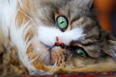 Ragamuffin - RagDolls 'a benzer bir cins - Erkek Kedi