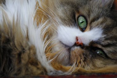 Ragamuffin - RagDolls 'a benzer bir cins - Erkek Kedi