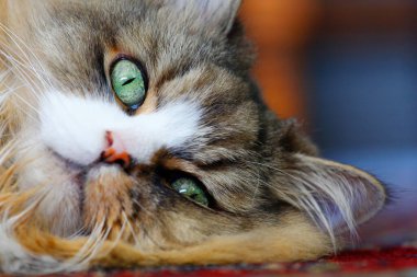 Ragamuffin - RagDolls 'a benzer bir cins - Erkek Kedi