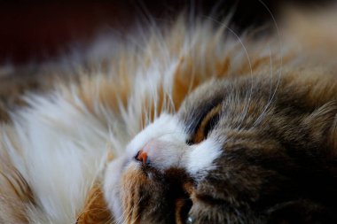 Ragamuffin - RagDolls 'a benzer bir cins - Erkek Kedi