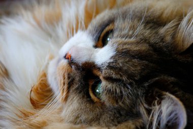 Ragamuffin - RagDolls 'a benzer bir cins - Erkek Kedi