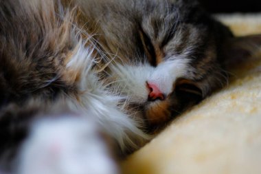 Ragamuffin - RagDolls 'a benzer bir cins - Erkek Kedi