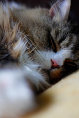 Ragamuffin - RagDolls 'a benzer bir cins - Erkek Kedi