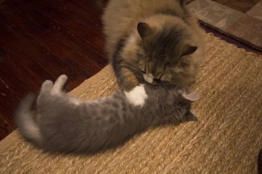 Bir çift Ragamuffin ve Orta Saçlı Kediler