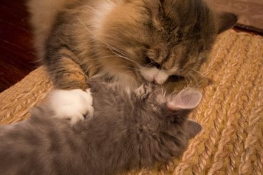 Bir çift Ragamuffin ve Orta Saçlı Kediler