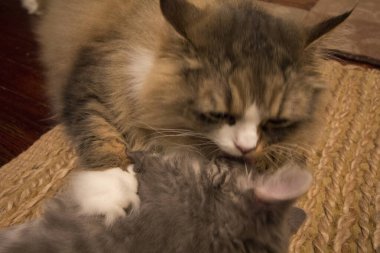 Bir çift Ragamuffin ve Orta Saçlı Kediler