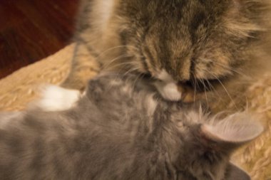 Bir çift Ragamuffin ve Orta Saçlı Kediler