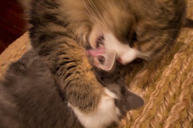 Bir çift Ragamuffin ve Orta Saçlı Kediler