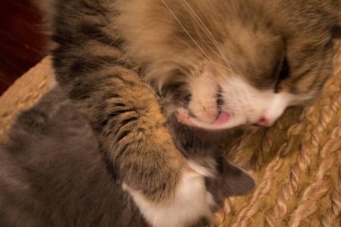 Bir çift Ragamuffin ve Orta Saçlı Kediler