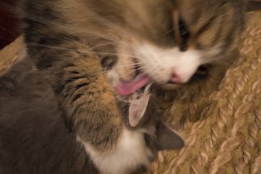 Bir çift Ragamuffin ve Orta Saçlı Kediler