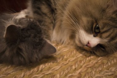 Bir çift Ragamuffin ve Orta Saçlı Kediler