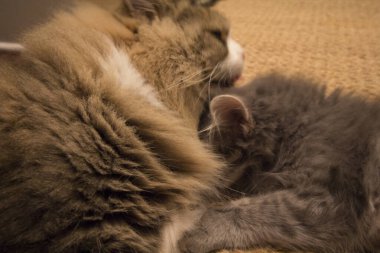 Bir çift Ragamuffin ve Orta Saçlı Kediler