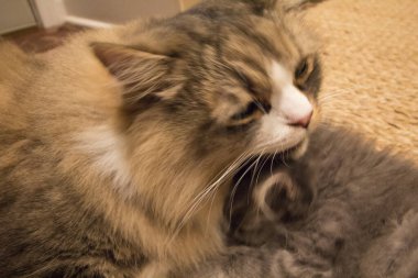 Bir çift Ragamuffin ve Orta Saçlı Kediler