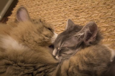 Bir çift Ragamuffin ve Orta Saçlı Kediler