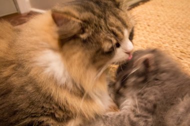 Bir çift Ragamuffin ve Orta Saçlı Kediler