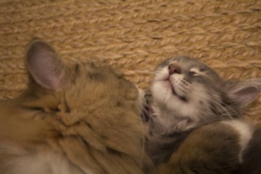 Bir çift Ragamuffin ve Orta Saçlı Kediler