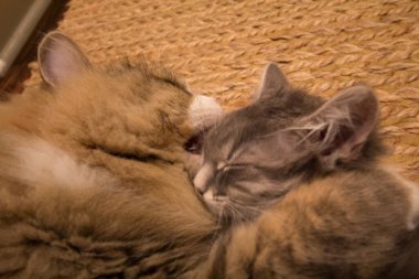 Bir çift Ragamuffin ve Orta Saçlı Kediler