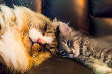 Bir çift Ragamuffin ve Orta Saçlı Kediler