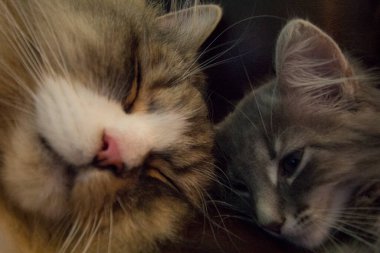 Bir çift Ragamuffin ve Orta Saçlı Kediler