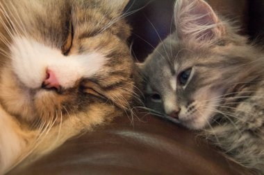 Bir çift Ragamuffin ve Orta Saçlı Kediler