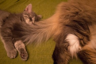 Bir çift Ragamuffin ve Orta Saçlı Kediler