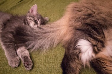 Bir çift Ragamuffin ve Orta Saçlı Kediler