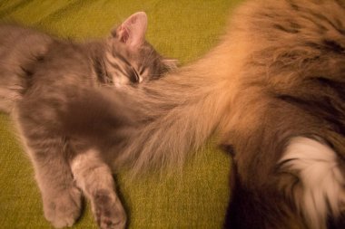 Bir çift Ragamuffin ve Orta Saçlı Kediler