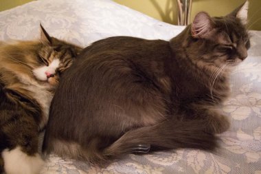 Bir çift Ragamuffin ve Orta Saçlı Kediler