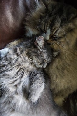 Bir çift Ragamuffin ve Orta Saçlı Kediler