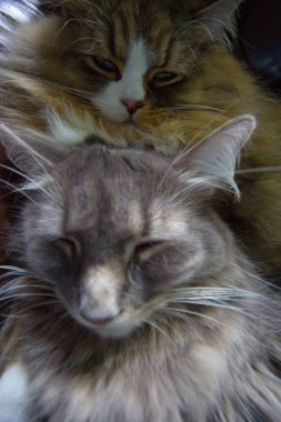 Bir çift Ragamuffin ve Orta Saçlı Kediler