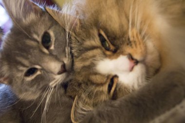 Bir çift Ragamuffin ve Orta Saçlı Kediler