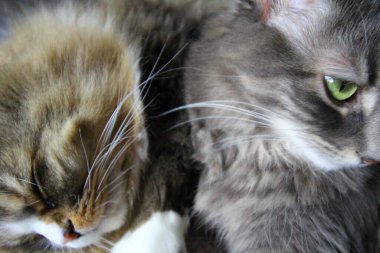 Bir çift Ragamuffin ve Orta Saçlı Kediler