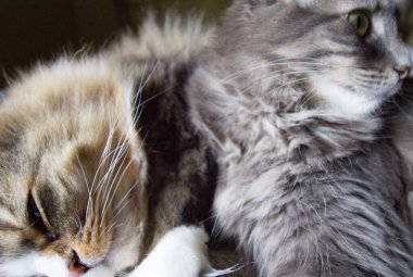 Bir çift Ragamuffin ve Orta Saçlı Kediler