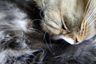 Bir çift Ragamuffin ve Orta Saçlı Kediler