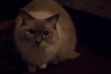 Bir Ragdoll Cat Manzarası