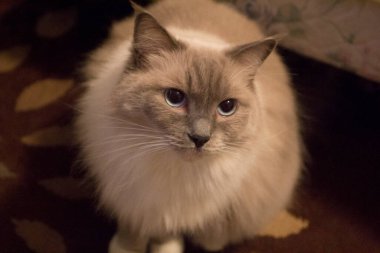Bir Ragdoll Cat Manzarası