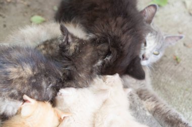 Açık havada Yaşayan Kedilerin Manzarası