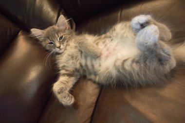 Orta tüylü bir Gri Kedi Manzarası