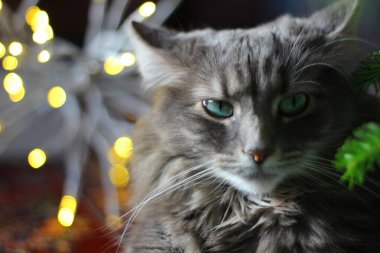 Orta tüylü bir Gri Kedi Manzarası