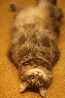 Orta tüylü bir Gri Kedi Manzarası