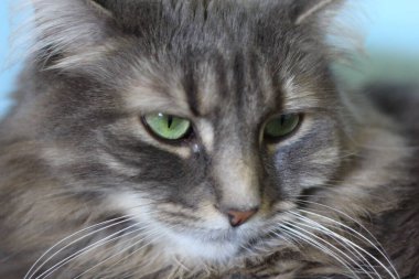 Orta tüylü bir Gri Kedi Manzarası