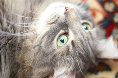 Orta tüylü bir Gri Kedi Manzarası