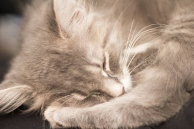 Orta tüylü bir Gri Kedi Manzarası