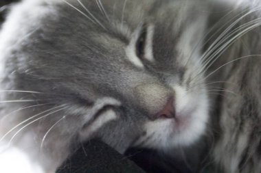 Orta tüylü bir Gri Kedi Manzarası